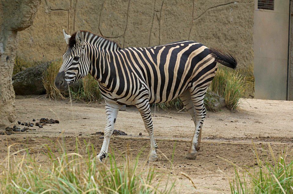 Zebra-Melbourne-Zoo-20070224-042