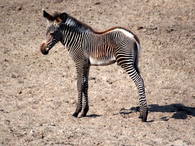 Zebra jong in Dierenpark Amersfoort, photo 1