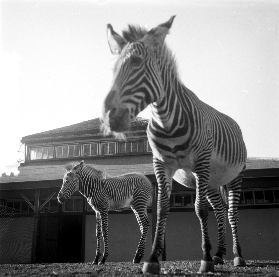 Zebra geboren in Artis, Bestanddeelnr 908-3658