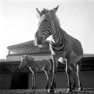 Zebra geboren in Artis, Bestanddeelnr 908-3658