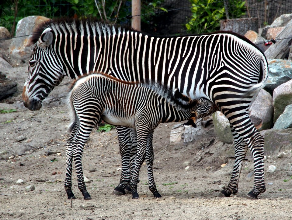 Zebra jong in Dierenpark Amersfoort, photo 3