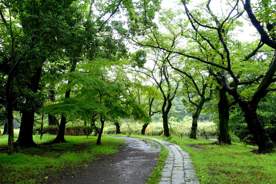 Zenpukuji Park - Suginami, Tokyo - DSC01708