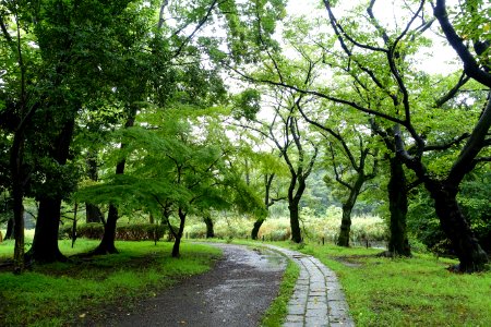 Zenpukuji Park - Suginami, Tokyo - DSC01708