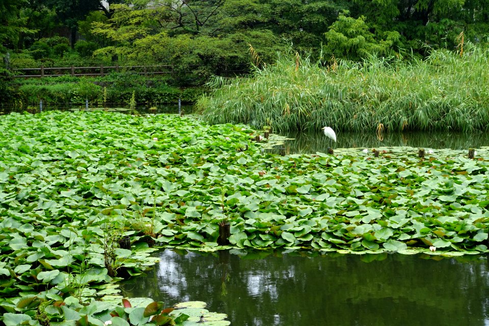 Zenpukuji Park - Suginami, Tokyo - DSC01725