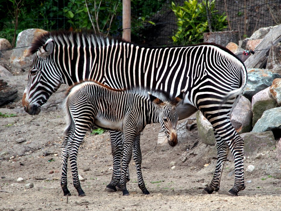 Zebra jong in Dierenpark Amersfoort, photo 2