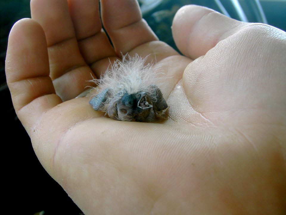 Zebra finch chick photo