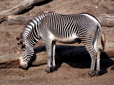 Zebra in Dierenpark Amersfoort, photo 1