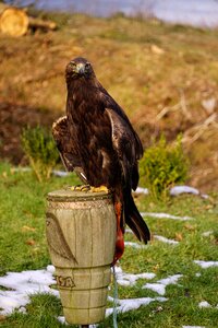 Bird animal world animal
