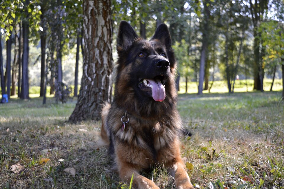 Dog zvierata the german shepherd dog