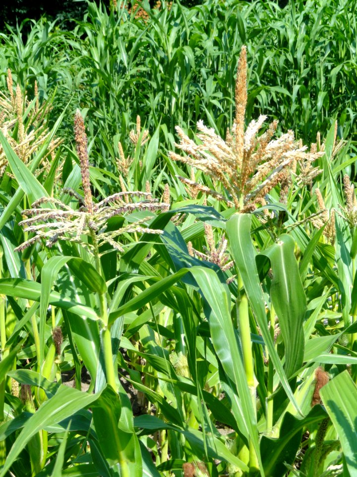 Zea mays - Botanischer Garten, Frankfurt am Main - DSC03201