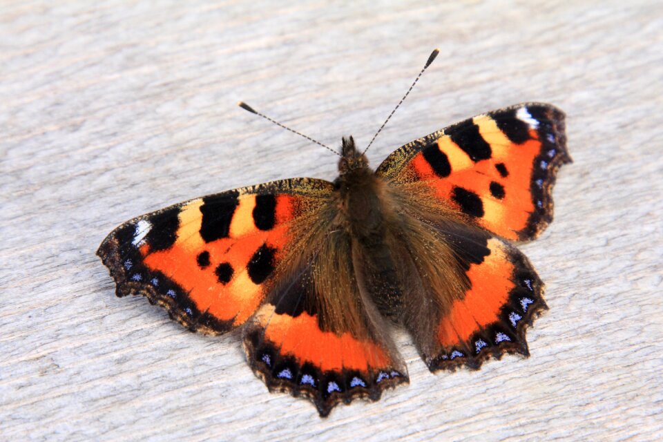 Insect butterflies close up