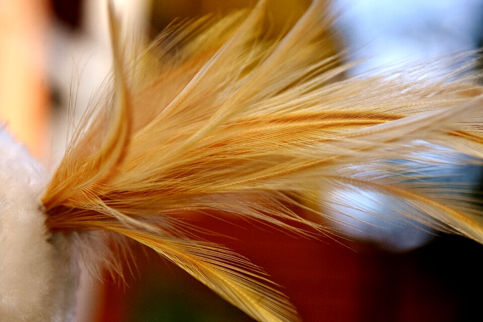 Nature plumage bird feather