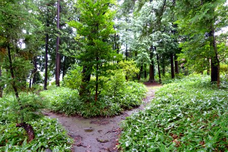 Zenpukuji Park - Suginami, Tokyo - DSC01753