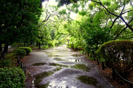 Zenpukuji Park - Suginami, Tokyo - DSC01821