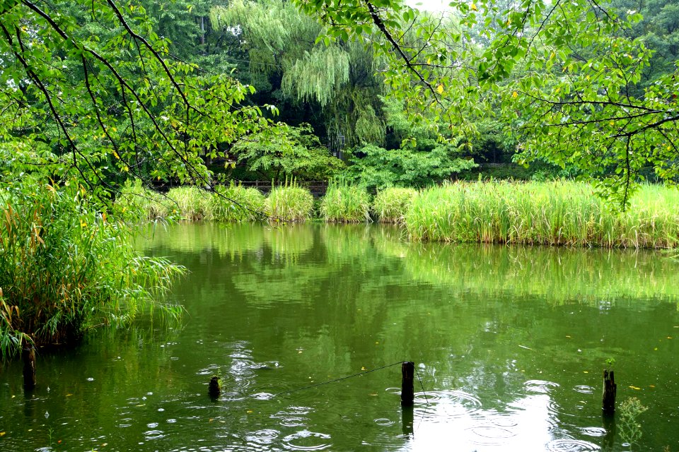 Zenpukuji Park - Suginami, Tokyo - DSC01714