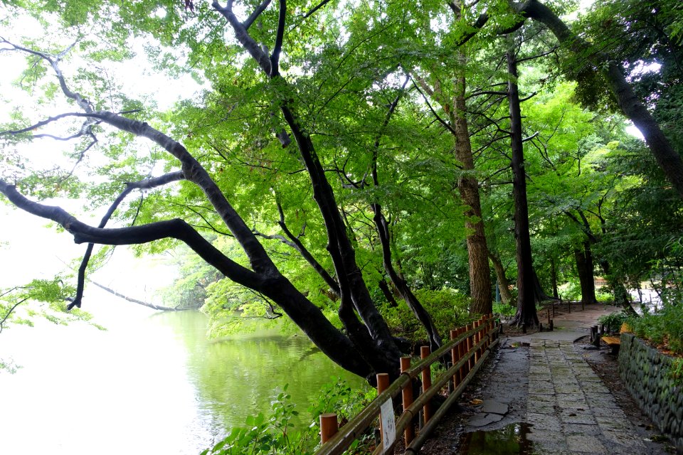 Zenpukuji Park - Suginami, Tokyo - DSC01814
