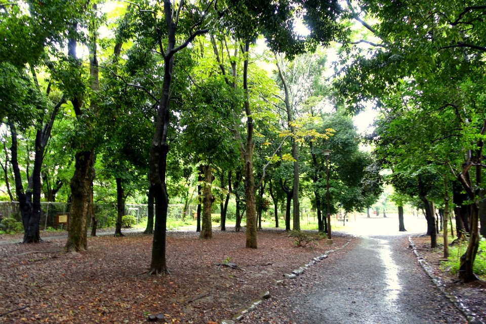 Zenpukuji Park - Suginami, Tokyo - DSC01737