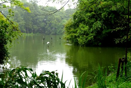 Zenpukuji Park - Suginami, Tokyo - DSC01781