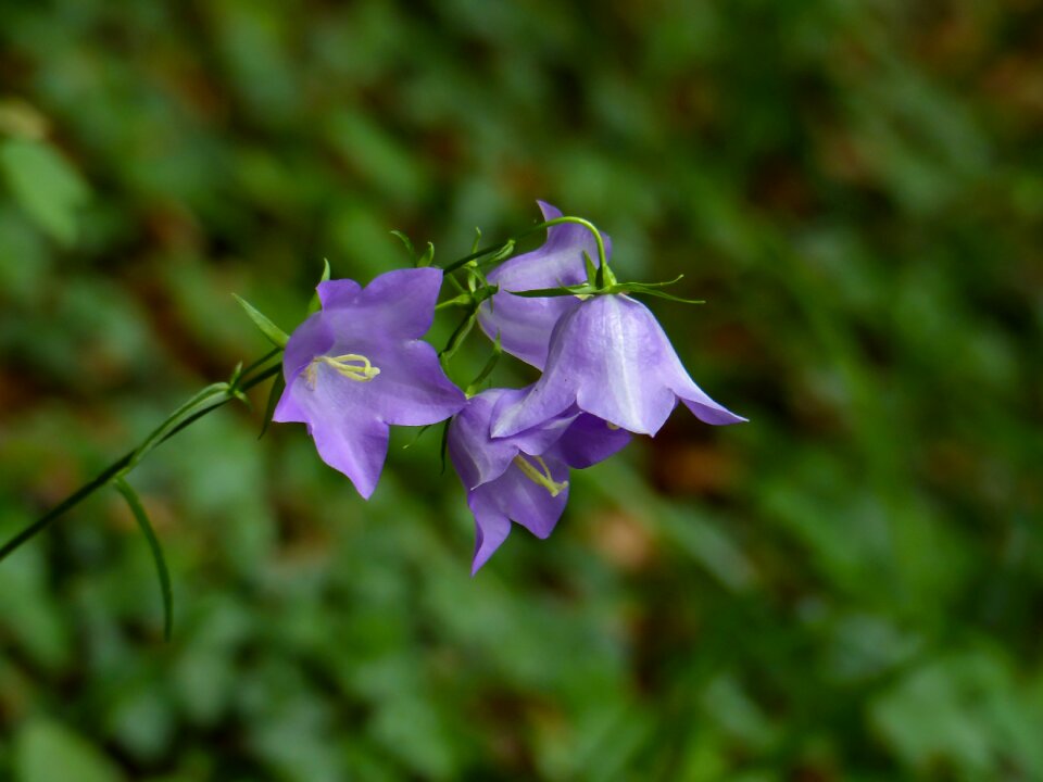 Floral close up purple