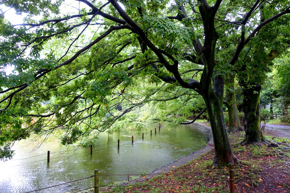 Zenpukuji Park - Suginami, Tokyo - DSC01697