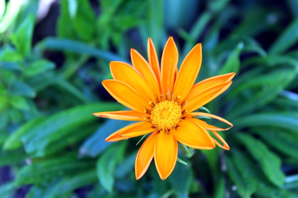 Yellow nature closeup