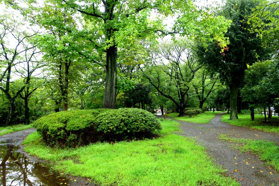 Zenpukuji Park - Suginami, Tokyo - DSC01712