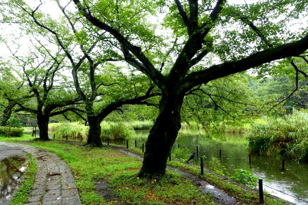Zenpukuji Park - Suginami, Tokyo - DSC01710