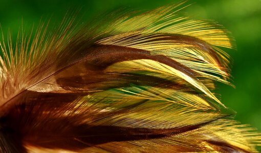 Nature plumage bird feather