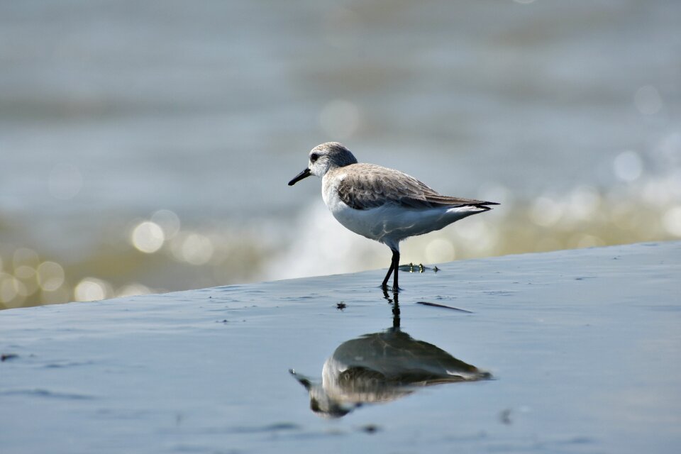 Wave bird wild birds
