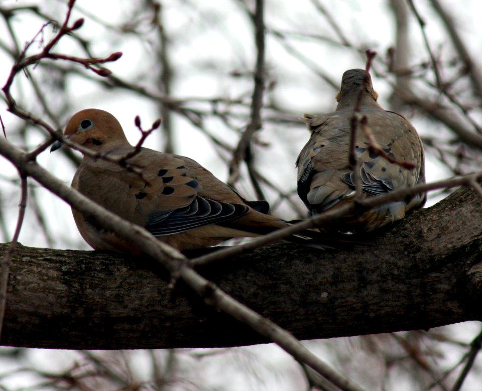 Zenaida macroura pair