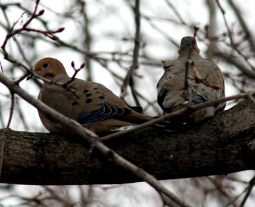 Zenaida macroura pair