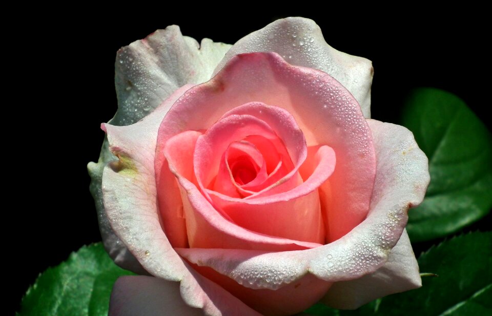 Love floral drops