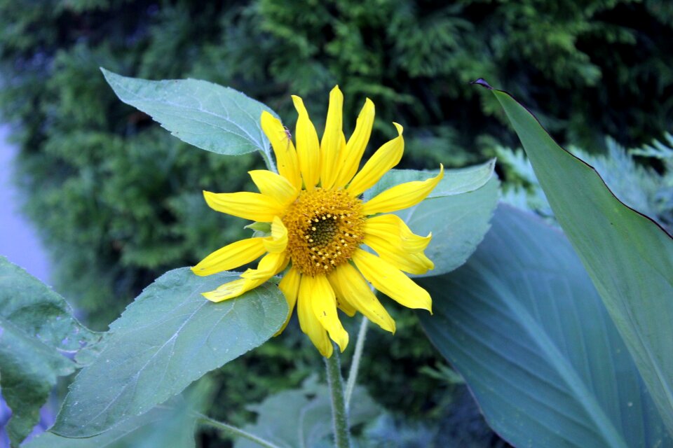 Home garden nature plant