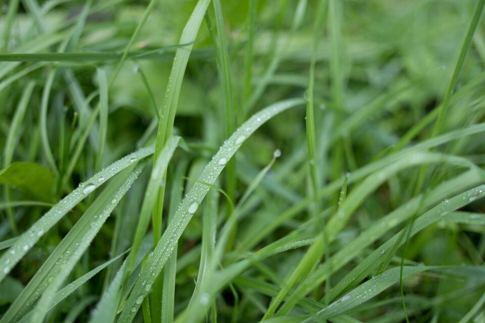 Green drip morgentau