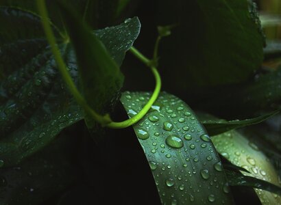 Nature wet raindrops