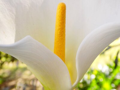 Lilly flower white flower