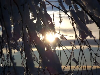 Sopelki ground frost bush