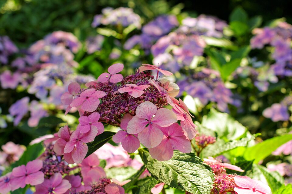 Bloom close up greenhouse hydrangea photo