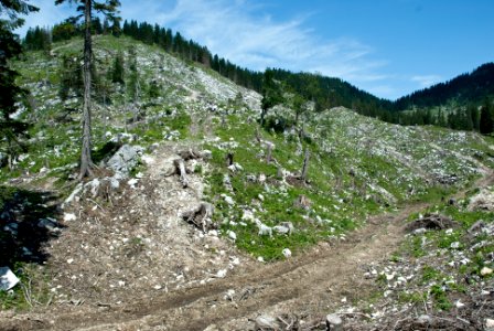 Zerstörter Wald am Dürrenstein