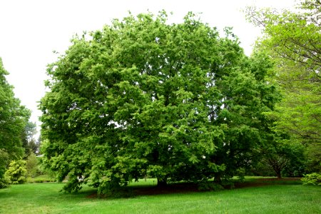 Zelkova serrata - Tyler Arboretum - DSC01769