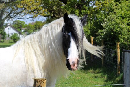 Show animal equine photo