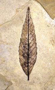 Zelkova nervosa Muséum Grenoble 03082017