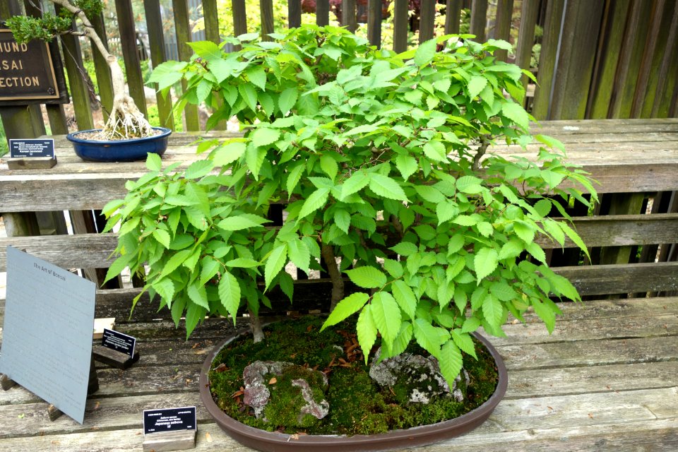 Zelkova serrata bonsai - Dawes Arboretum - DSC02988