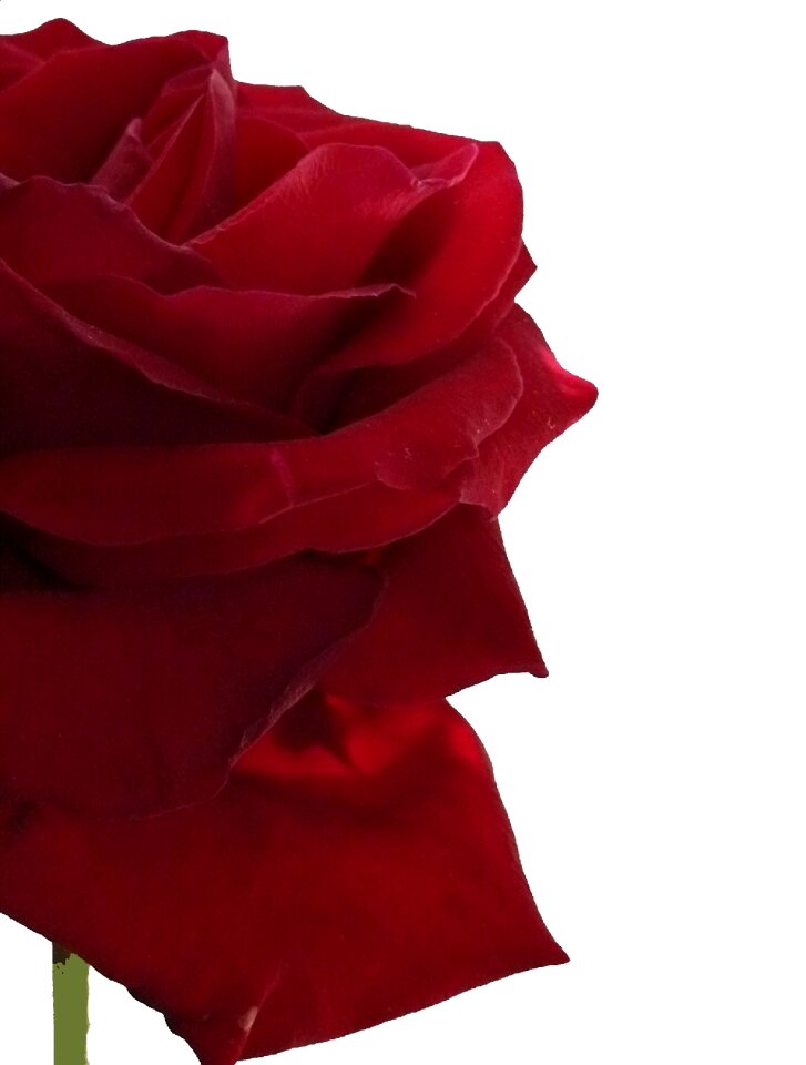 Rose blooms nature blossom