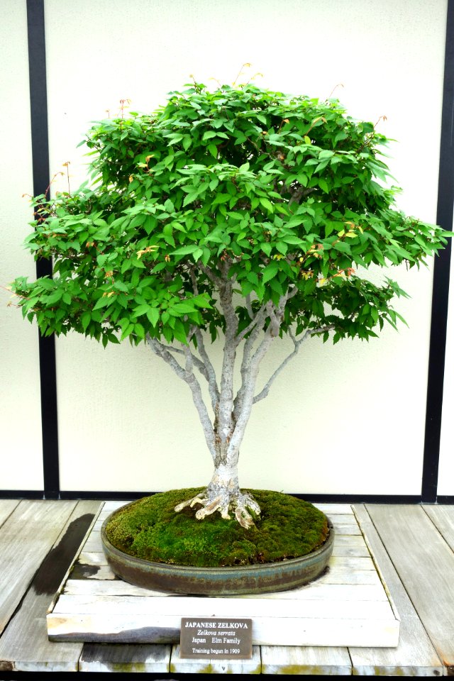 Zelkova serrata bonsai - Longwood Gardens - DSC01257