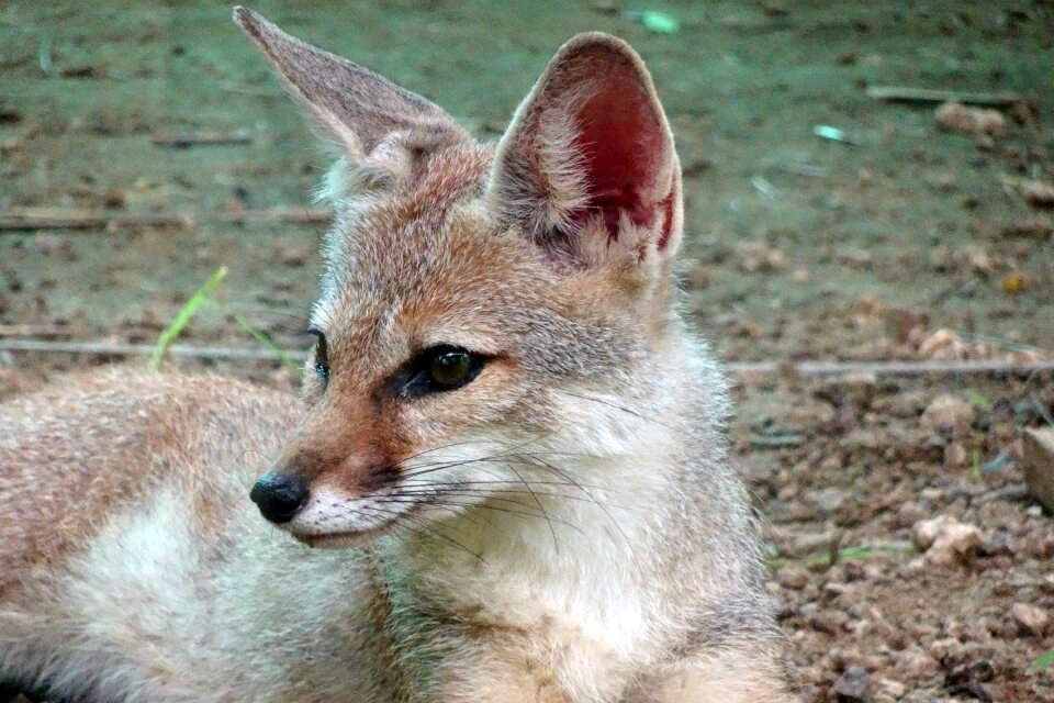 Indian fox mammal animal