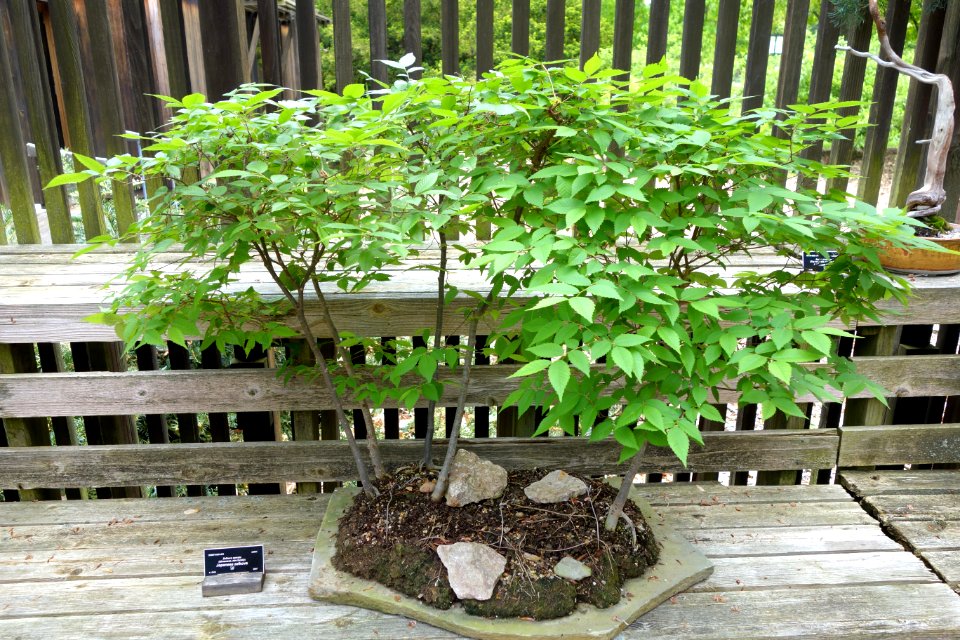 Zelkova serrata bonsai - Dawes Arboretum - DSC02984