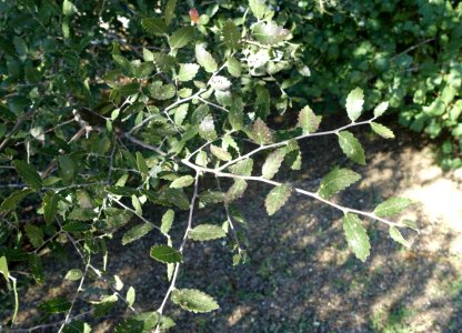 Zelkova abelicea - Jardín Botánico de Barcelona - Barcelona, Spain - DSC09220