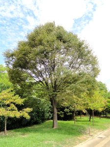 Zelkova serrata - Nagai Botanical Garden - DSC07636