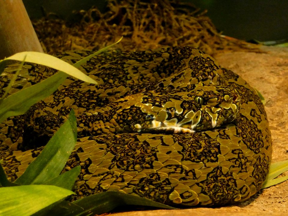 Zhaoermia mangshanensis